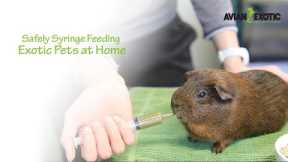 Safely Syringe Feeding Exotic Pets at Home