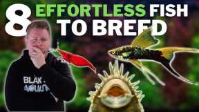 8 Effortless Fish to Breed - Great Options for Easy Aquarium Breeding