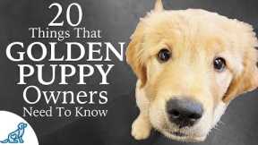 Golden Retriever Puppy First Week Home - Professional Dog Training Tips