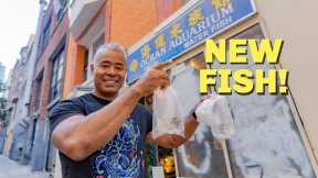 Buying New Fish from a Famous Fish Store
