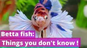 Things You Must Know: Betta Fish Facts