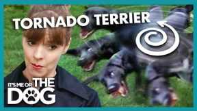 Tornado Terrier Won't Stop Spinning | It's Me or The Dog