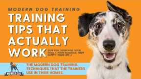 Modern Dog Training: Training Tips That Actually Work