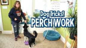 Susan Garrett’s Perch Work Dog Tricks (Pivots and Spins)