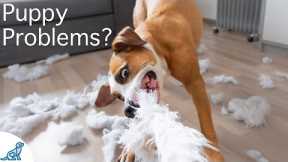 The BIGGEST Mistake New Puppy Owners Make...