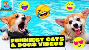 Funny Animal Videos 2022 😂 - Funniest Cats And Dogs Videos 😺😍 -  Best Cats And Dogs Videos 😺😍