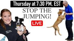How To STOP Your Dog From Jumping Up - LIVE Q&A