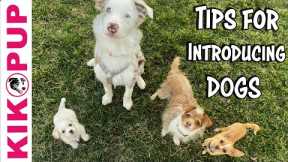 Tips for INTRODUCING Dogs - Professional Dog Training