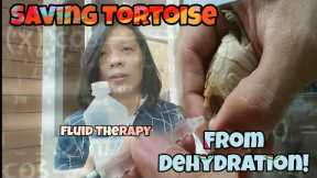 Giving Fluid Therapy to Sulcata Tortoise! subcutaneous injection!