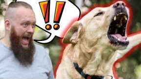 Dog Training Mistakes With A Reactive Dog
