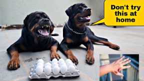 Leaving my Dogs with their favourite food | funny dog videos| the rott | @Snappy Girls