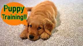 How to train your new Golden Retriever puppy to come