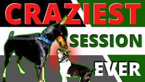 Is your dog a manic? See huge improvements in 1 session.