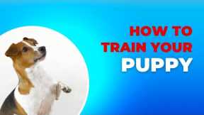 How to train your puppy | Funny Dog training | Dog reactions | Markx
