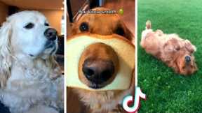 THE BEST CUTE AND FUNNY DOG VIDEOS OF 2022! 🐶