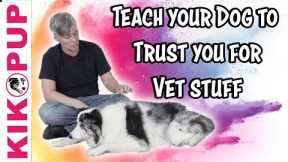 Train your dog for the vet - TIPS - Professional Dog Training