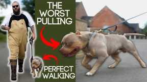 Best Tip To Stop Your Dog Pulling On The Leash