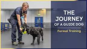 The Journey of a Guide Dog | Formal Training | Episode 5