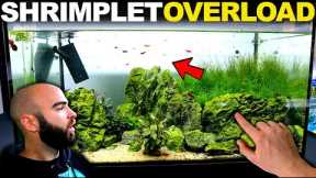 MOST Successful Shrimp Tank EVER!!! (fish room updates)