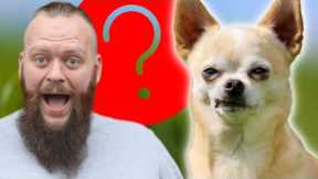 PROFESSIONAL DOG TRAINER REVEALS LEAST FAVOURITE DOG BREEDS TO TRAIN