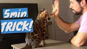 Train Your CAT to do Fun TRICKS - It's Ridiculously EASY