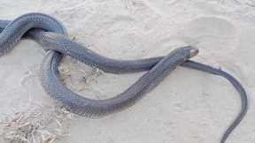 Found snake Cobra snake || snake video || king cobra snake || #kingcobra #snake  #shorts