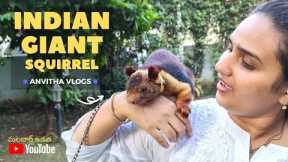 Indian Giant Squirrel | Exotic Pets | Rare Species of Animals | Anvitha Vlogs