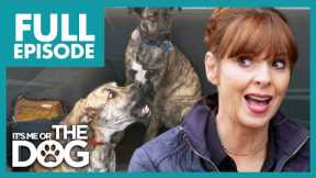 Are These Fearful Dogs A Bite Risk? | Full Episode | It's Me or the Dog