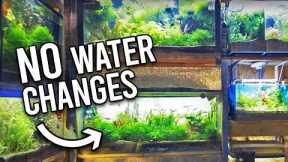 Natural ﻿Tropical Fish Store Reveals Secrets to NO Water Changes