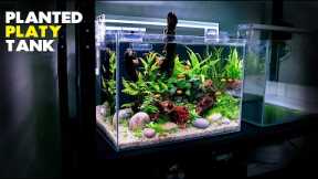 Aquascape Tutorial: Planted Platy Aquarium (How To: Step by Step Fish Tank Guide)