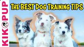 The Best Dog Training Tips
