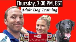 How To Train An Older Dog To Listen - Professional Dog Training Tips