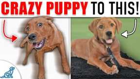 Your “Wild and Crazy” Puppy Needs To Learn THIS!