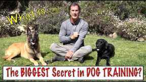 The Biggest Secret in Dog Training - What the Best Dog Trainers Know - Understand Your Dog