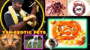 Hyderabad Biggest Exotic Pet Shop, Reptiles, Python Snake, Spiders, Turtles, Dogs, Cats, Birds, Fish