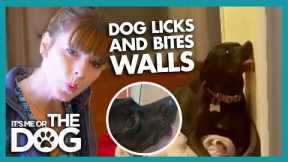 This Dog Loves To Lick And Bite The Walls | It's Me or The Dog