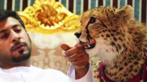 Dubai Exotic Pets Video Compilation 2020
