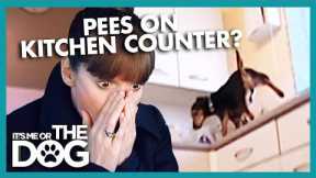 Victoria Shocked by Dog Peeing on MICROWAVE | It's Me or The Dog