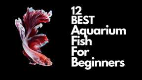 Top 12 Aquarium Fish For Beginners 🐠
