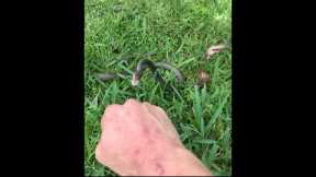 TAMING A WILD SPITTING COBRA ! 😱🐍