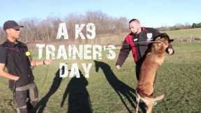 Training Dogs to Protect & Obey - Real Dog Training #23