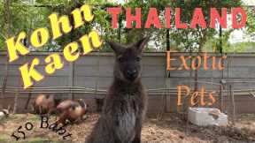 Kohn Kaen Exotic Pets Thailand Best Exotic Pets Check It Out!
