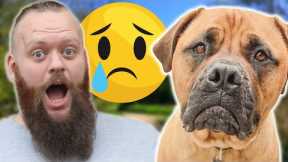 Harmful Things You Do To Your Dog Without Knowing