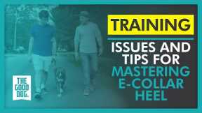 Issues and tips for mastering e-collar Heel | The Good Dog Training