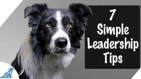 7 Tips To Be An Amazing Leader For Your Puppy
