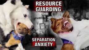 How I’m Keeping Our Dog from Killing our Puppy! (resource guarding, separation anxiety and…)￼