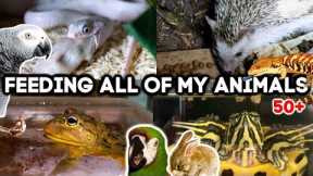 Feeding All of My Animals! (50+ exotic pets)
