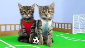🐱Cat Kittens play Football ⚽ 🏆