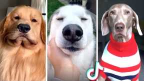 Funniest DOG Videos 2022 😂 The Best PUPPY Videos! 🐶