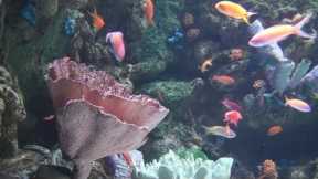 Professional Aquariums: Big Salt Water Fish Tanks